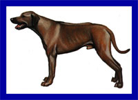 a well breed Rhodesian Ridgeback dog
